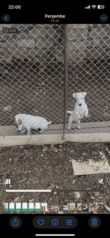 zvanok it: Cek rassel teryer, Peyvəndli — 5