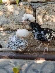 Inəklər, öküzlər: Başlıq: Rahibə 3 aylıq – 2 ədəd, 55 AZN, real alıcı narahat etsin — 9