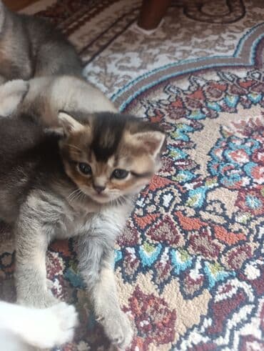 британская шиншилла баку: Шиншилла, Самец, Самка, В добрые руки, Бесплатная доставка — 8