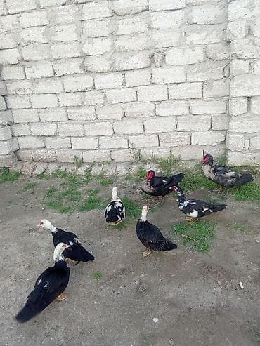 lavanda ördeyi: 5 dışı iki erkey biri satlir zumurut Macar dişler 15 manat erkey 35 — 1