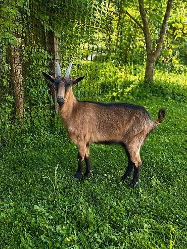 Dişi, Alpine, il: 1, 50 kq, Südlük, Ünvandan götürmə