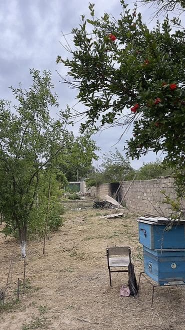 12 sot, Kənd təsərrüfatı, Maklerlər narahat etməsin, Kupça (Çıxarış) — 1