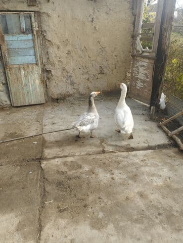 pekines itlerin satisi: Qazlar – cütlük - Növ: ev qazı - Rəng: biri tam ağ, biri boz-ağ — 3