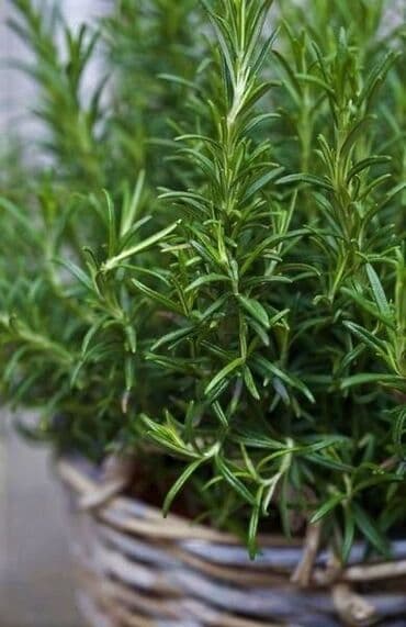 Rozmari̇n (bi̇bəri̇yə)otu.200 q.15azn. Təzə dərilmiş halda satılır