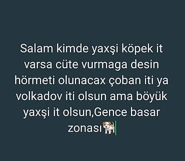 Qurdbasar, Cütləşmə üçün lalafo.az -da Qurdbasar, Cütləşmə üçün