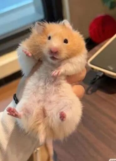 Xamyalar her yerde 20 azndi Men ucuz satram