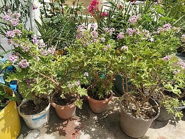 Комнатные растения: Saksıda ətirşah (pelargonium) – açıq bənövşəyi-çəhrayı çiçəklərlə bol — 5