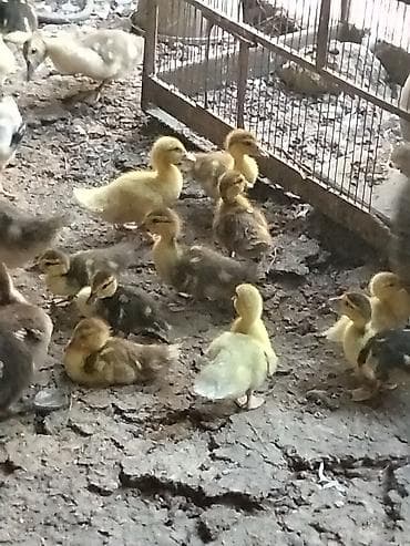 ordək bala: Məhsul: Ördək balaları (qarışıq rəngləi . Çox gotrene endirim olunacag — 1