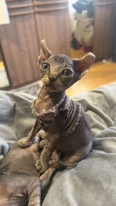 ev quş: Sfinks, Erkək, Yaxşı əllərə, Ünvandan götürmə — 9