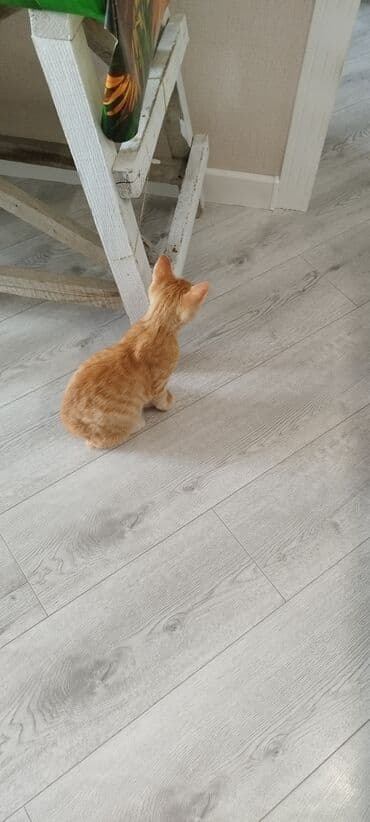 шотландский котенок: Erkək, Yaxşı əllərə, Ünvandan götürmə — 4