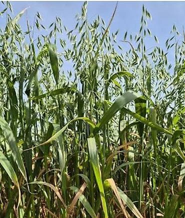 Məhsul: Vələmir Yulaf toxumu (Avena sativa) Təsvir: - Yüksək lalafo.az -da Məhsul: Vələmir Yulaf toxumu (Avena sativa) Təsvir: - Yüksək