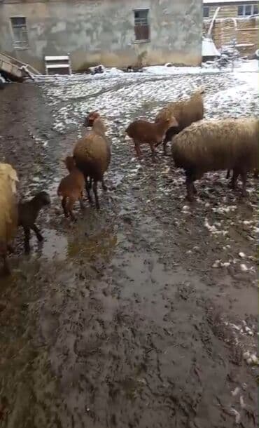 Inəklər, öküzlər: Qoyun sürüsü satılır - Növ: ehtimalən yerli ətlik/yunlu tip qarışıq — 3