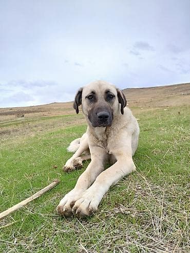 Gəmiricilər: İlan: Balaca it balaları – təsərrüfat-mühafizə və ailə yoldaşı - Cins — 5