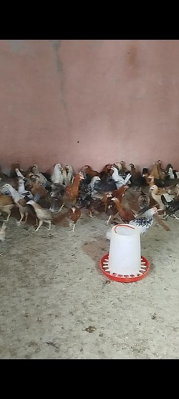 kend colpaları: 4 ayının içində olan superaktiv kənd çolpaları satılır, kəsməli təbbi — 6