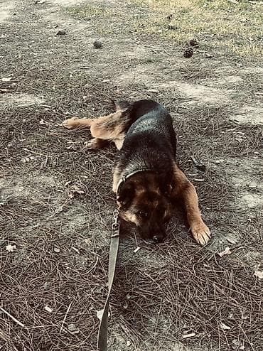 Alman çoban iti, 4 il, Dişi, Cütləşmə üçün, Ödənişli çatdırılma