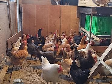 Quşlar: Toyuq, Yumurtalıq — 1