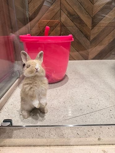 Çox gözəl və nadir rəngə sahib Holland Lop balası satılır. Boynundakı — 2