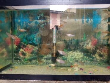 pitbull satılır: Molinezi — 1