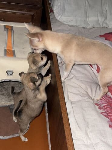 dele heyvan: Çixuahua, Dişi — 1