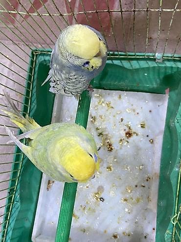 Tutuquşları: Tutuquşu Rainbow Çex növüylə qarışıq.Erkək-dişi. Barter olar(baxır — 2