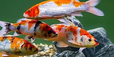 balıq qablar: Salam 5 ədəd balıqdır 1 aranda 4 ədəd koi 2 si ag platin 2 si rəngli — 3