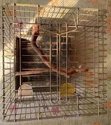 Çaydanlar: Quş qəfəsi - Material: metal karkas, çıxarılan plastik altlıq — 1