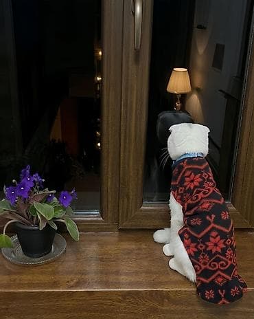 it satiram 50 manat: Yastıqulaq Scottish Fold pişiyi. Qarışıq sort deyil. Şəkildə tükləri — 3