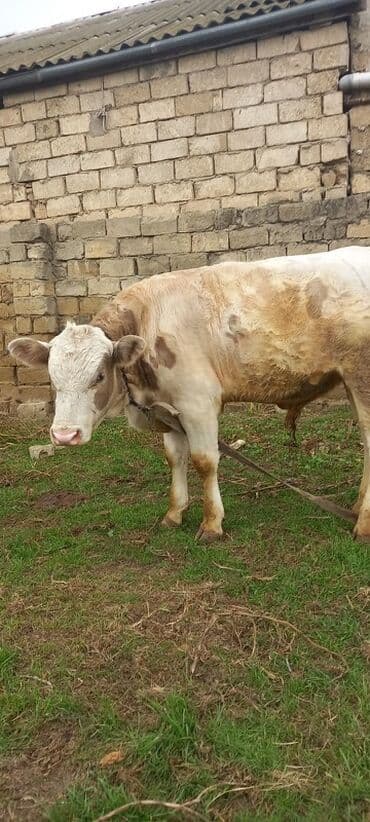 cins buzovların satışı: Satlıq erkək dana/buzaq - Növ: iri buynuzlu heyvan, erkək - Rəng — 4