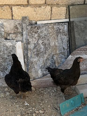 qara mal: Məhsul: Qara rəngli yerli toyuqlar Təsvir: - Fotolarda qara tük — 2