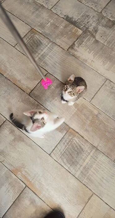 pişiy pulsuz: Yaxşı əllərə — 2