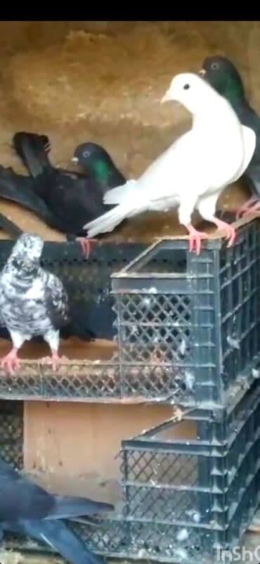 ZAZ: Göyərçinlər — 4