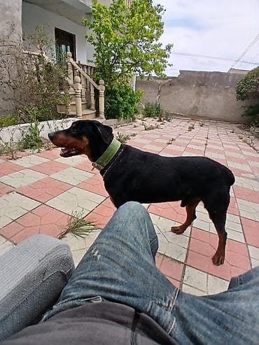 İtlər: Doberman, 10 ay, Erkek, Peyvəndli, Ödənişli çatdırılma — 4