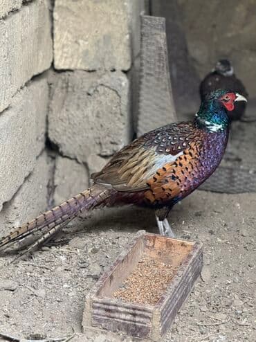 yapon xoruz: Xoruz, il: 1, Pulsuz çatdırılma — 2