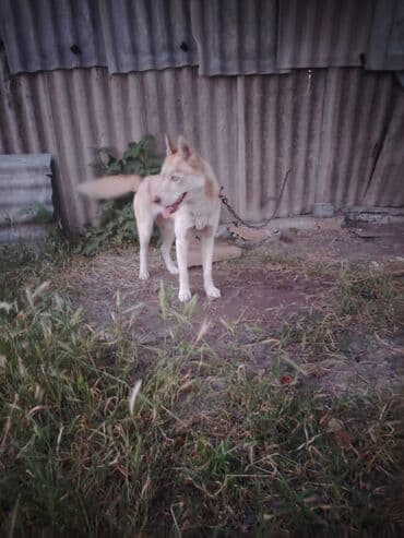 xaski itlər: Xaski, 5 ay, Dişi — 3