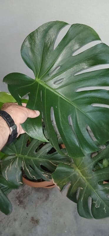 Digər bitkilər: Təbii monstera bitkisi, yaşıl yarpaqları və xarakterik kəsilmiş — 4