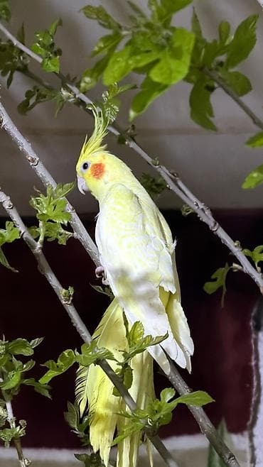 tutuquşlar: Elaqe watsapla Növ: Nimfa tutuquşusu (Cockatiel) Rəng mutasiyaları: - — 1
