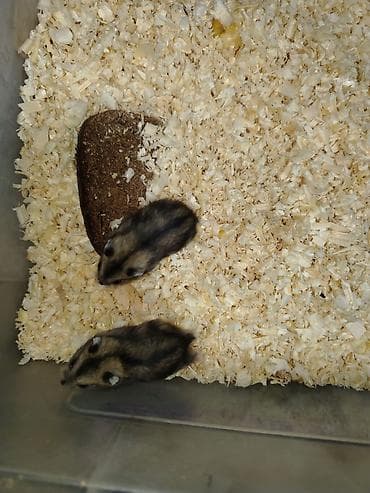 ev goyercinleri: 1 ayliqdilar❗❗ 🐁🐀 1 ededin qiymeti 3 azn dir❗〰️❗ 🐀🐀🐀🐁 Qara və boz — 6