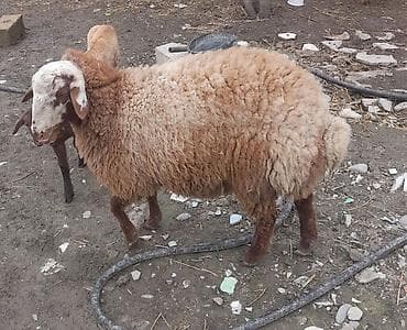 Qoyun – ət və yun istiqamətli - Cins/type: yerli qoç-qoyun xətti