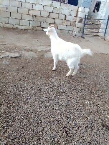 Коровы, быки: Boğazdır dişi sani çəpiş satılır istəyən olsa yazsın video sun atım — 3