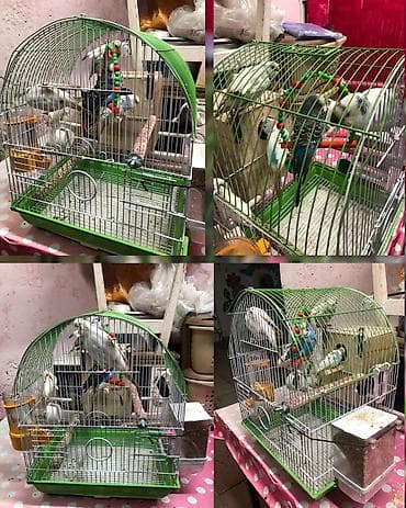 2cut 2erkey 2disi. 1illik quslardir tam saglamdir. qefes qarisiq