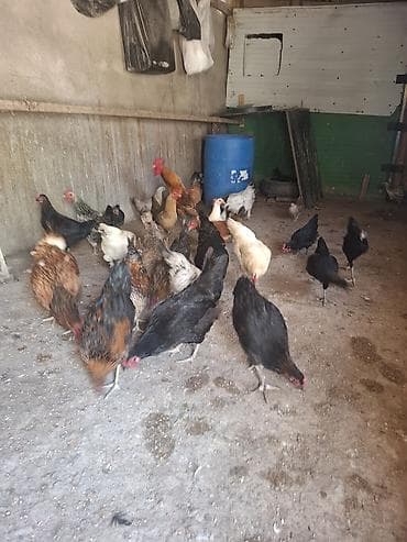 quşlar: Tecli satlir 10 toyug 13 colpa 1 balali toyug 6 dene balsiyla 10 gunuk — 5