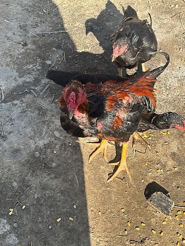 heleb kecileri satilir: Heyratılar satılır qiymet razılaşma yolu ilə — 2
