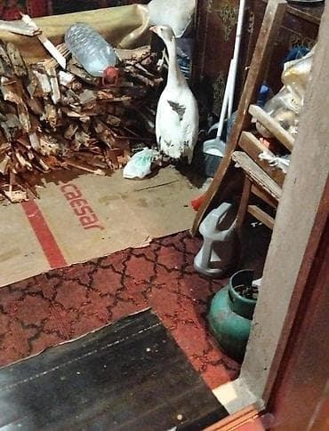 Digər heyvanlar: Qaz (yerli diri çəkisi 3.5kilo dişidi - Növ: Qaz - Rəng: ağ — 1