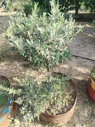 evkalipt ağacı: Zeytun ağacları – dekorativ formaya salınmış, konteynerdə — 1