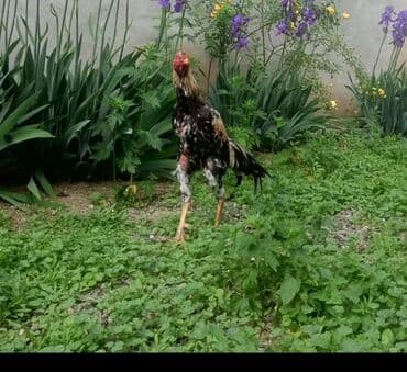 dovşan şekilleri: Xoruz, il: 2 — 2