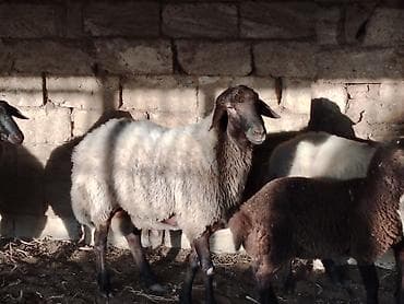 Əsil damazlıq qoclar satılır, qumral qoclardı heyvandan anlayıwı olan lalafo.az -da Əsil damazlıq qoclar satılır, qumral qoclardı heyvandan anlayıwı olan