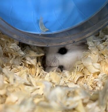 Dwarf hamster – tam kompakt ev heyvanı Məhsul təsviri: - Kiçik