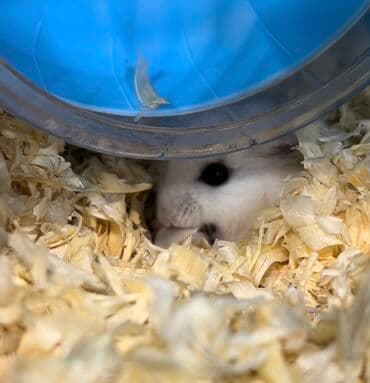 pişik evi: Dwarf hamster – tam kompakt ev heyvanı Məhsul təsviri: - Kiçik — 1