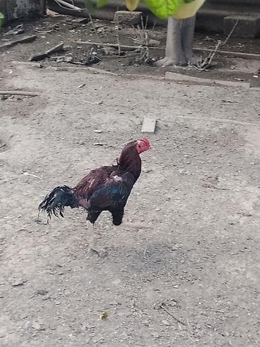 it heyvan: Xoruz, Heyratı, il: 1, Ünvandan götürmə — 3