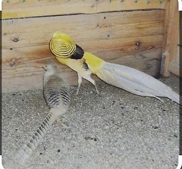 xalça 2 3: Limon qirqovul cüt — 1